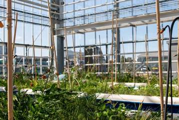 Plants in a greenhouse with plants
AI-generated content may be incorrect.